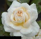 White Realistic Rose, unknow artist
